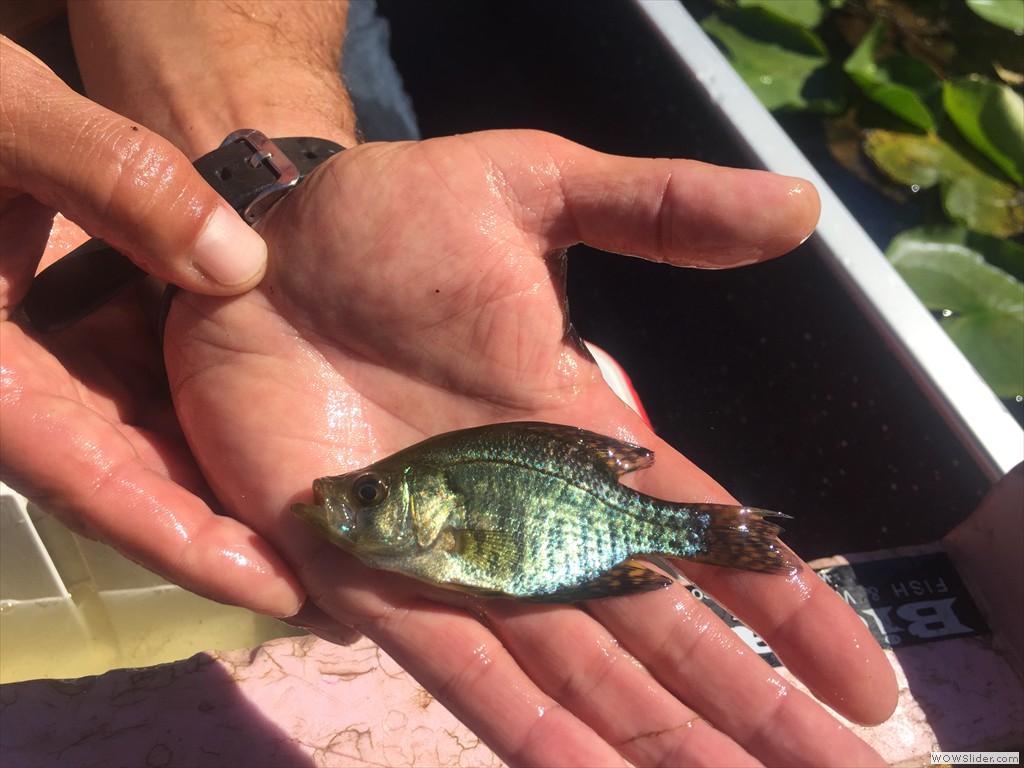 White Crappie, Pomoxis annularis