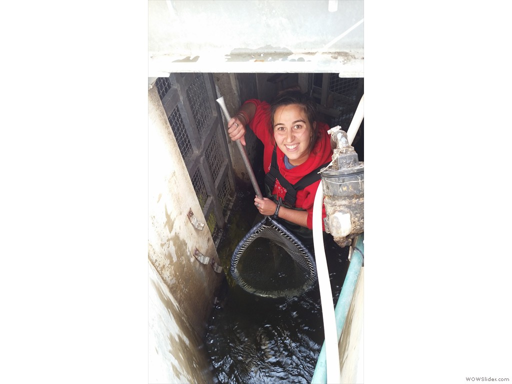 Denil fishway trap sampling