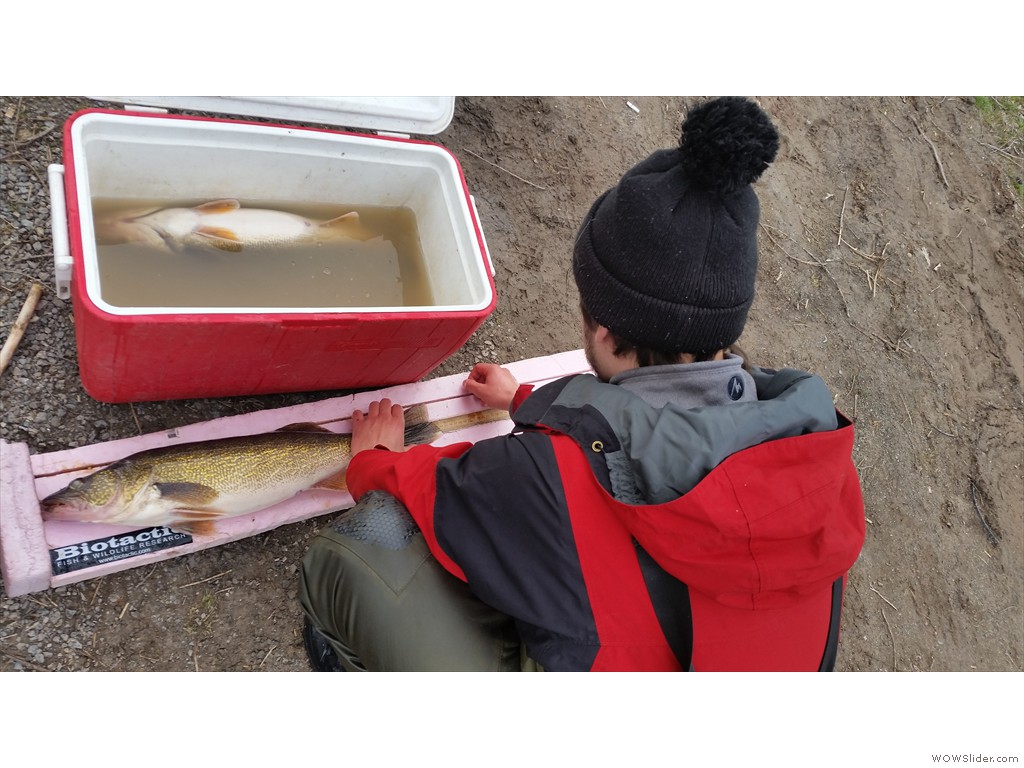 Fish measurement and anesthetizing station