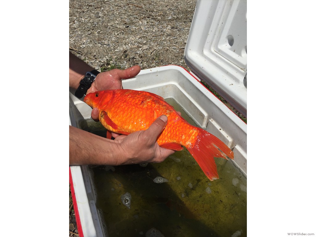 Goldfish, Carassius auratus
