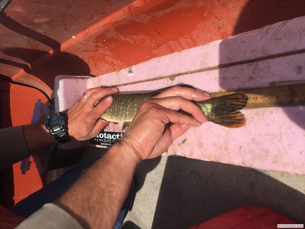 Measuring Northern Pike