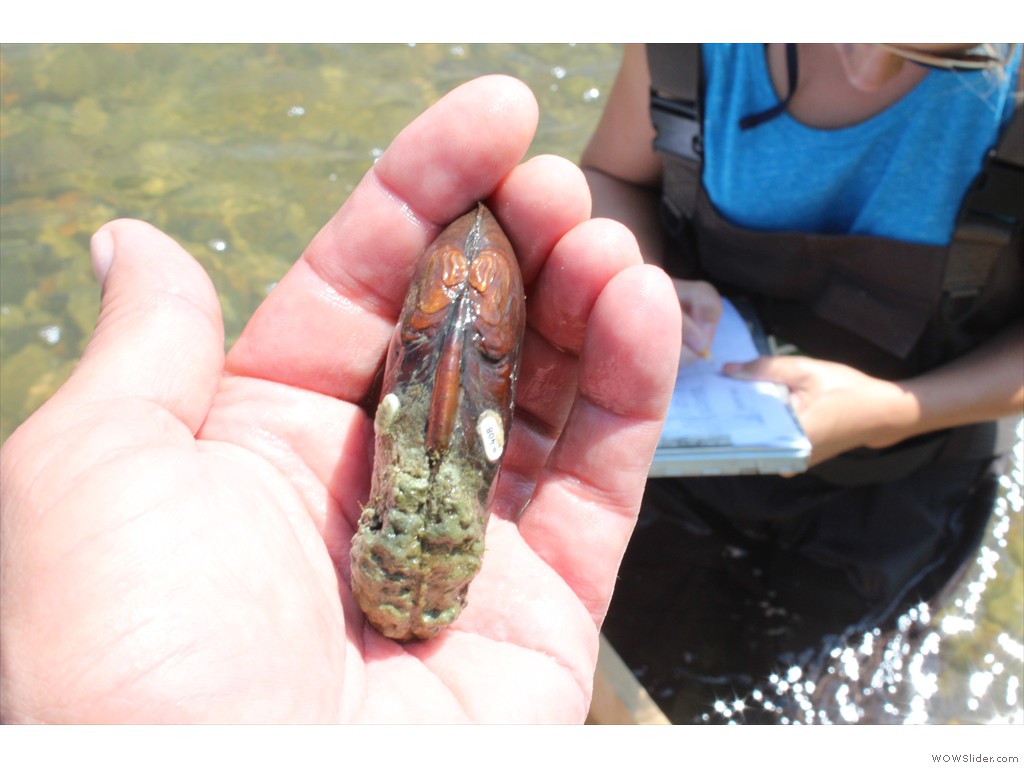 One year post mussel relocation documentation Teeswater River