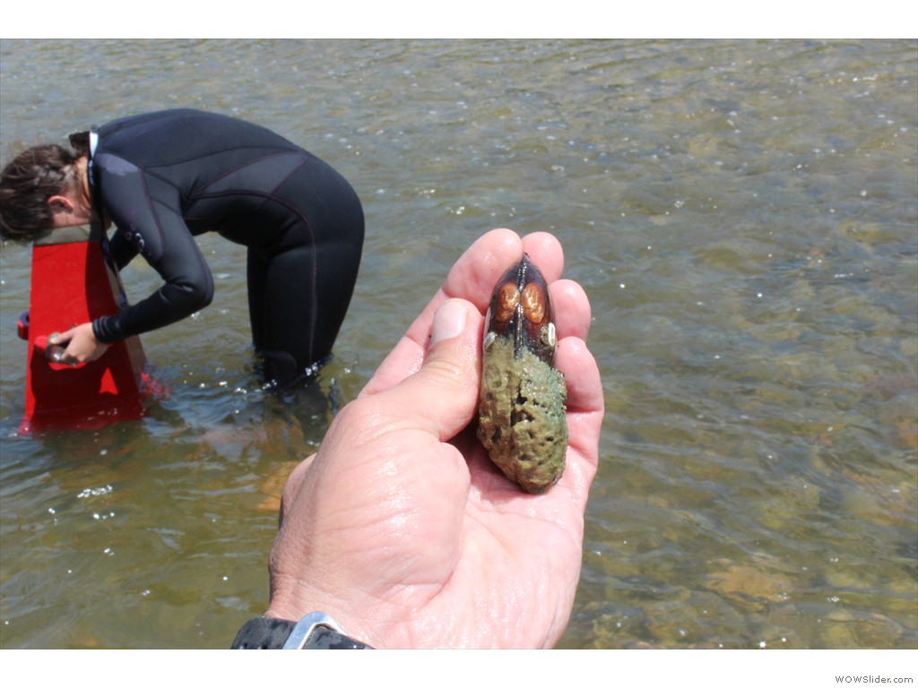 One-year post relocation mussel monitoring