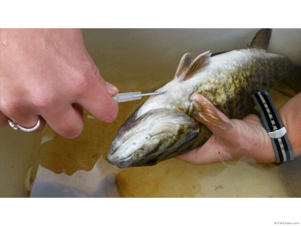 PIT tagging fish at the Mannheim Weir Fishway, Grand River