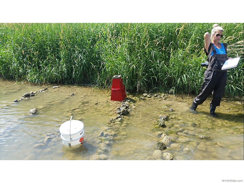 Rainbow mussel relocation project