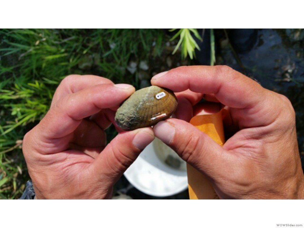 Rainbow Mussel tagged with RFID