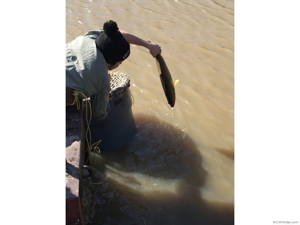 Release of radio-tagged Walleye, Welland River