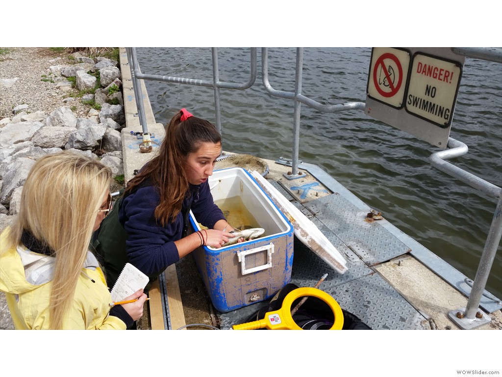 University of Guelph Master's student performing study of fish passage in denil fishway, Grand River, Ontario