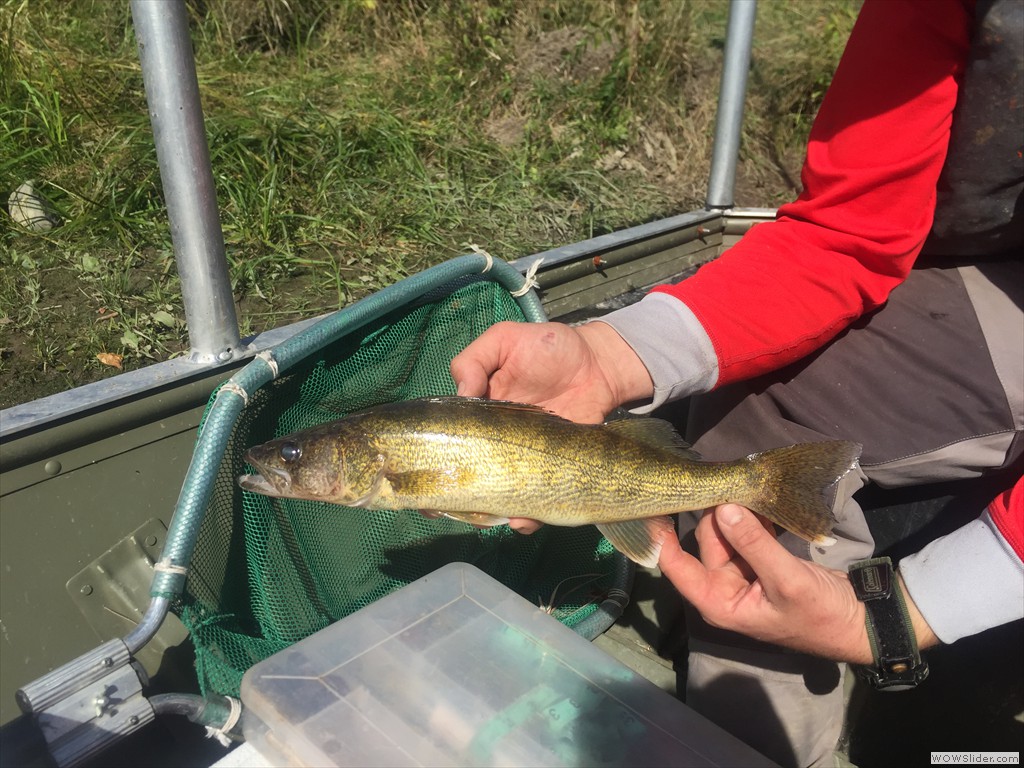 Walleye captured with boat electrofishing for EEM, Matheson