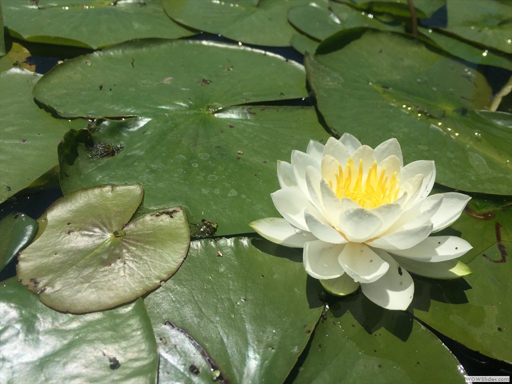 White Water Lily, Nymphaea odorata