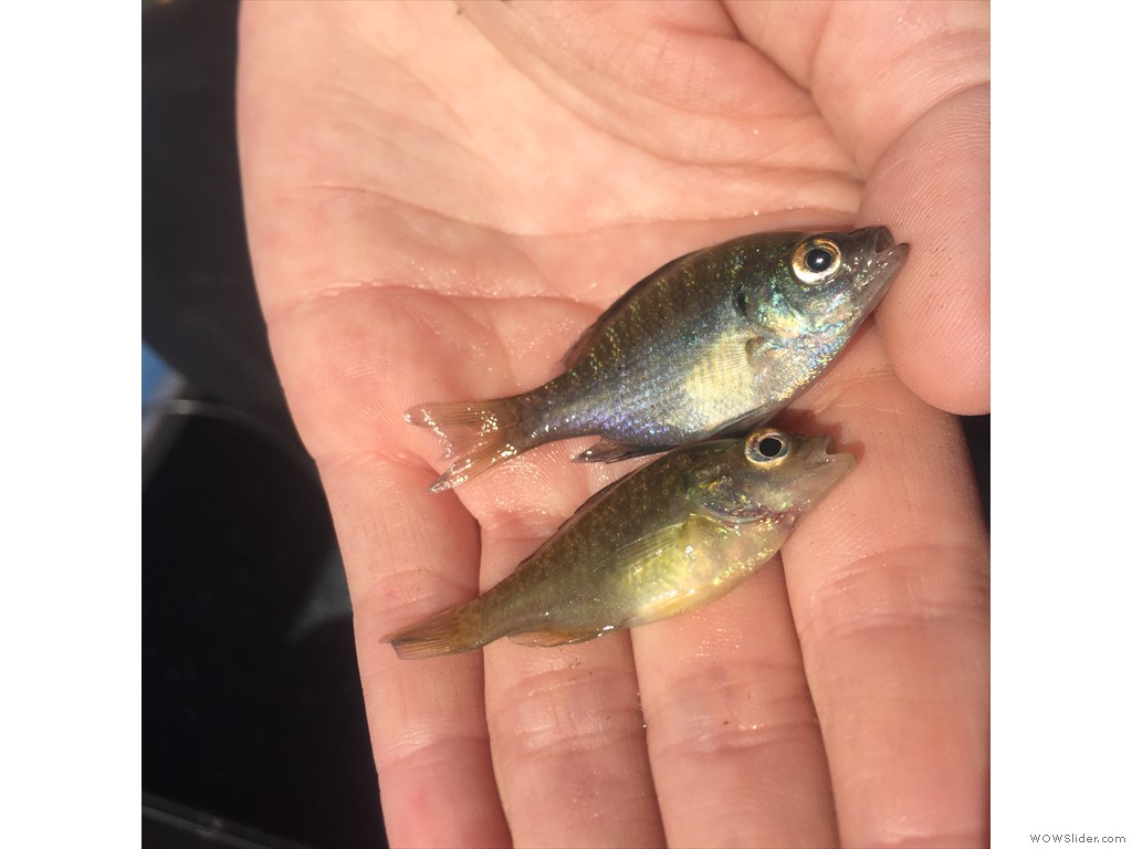 YOY Green Sunfish and Pumpkinseed