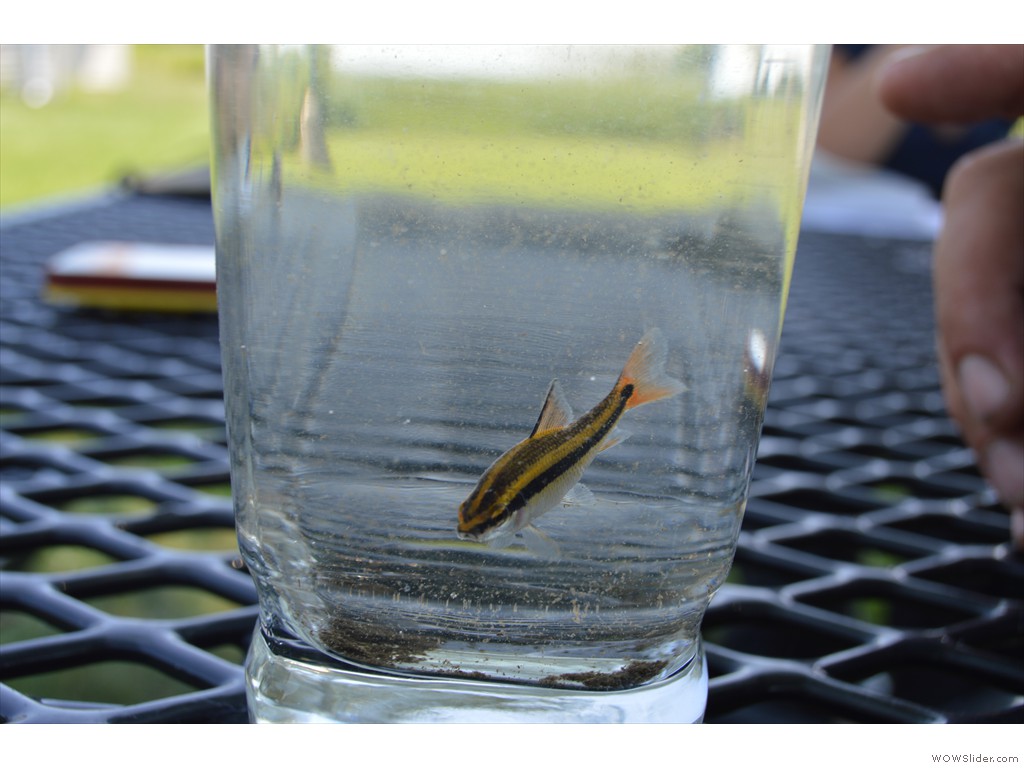 YOY Lake Chubsucker