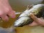 PIT tagging fish at the Mannheim Weir Fishway, Grand River