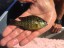 Pumpkinseed, Lepomis gibbosus