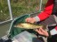 Walleye captured with boat electrofishing for EEM, Matheson