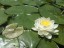 White Water Lily, Nymphaea odorata