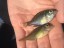 YOY Green Sunfish and Pumpkinseed