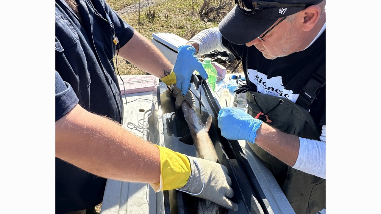 A new twist on an on-going project, radio-tagging and releasing fish downstream of Denny’s Dam spring 2023