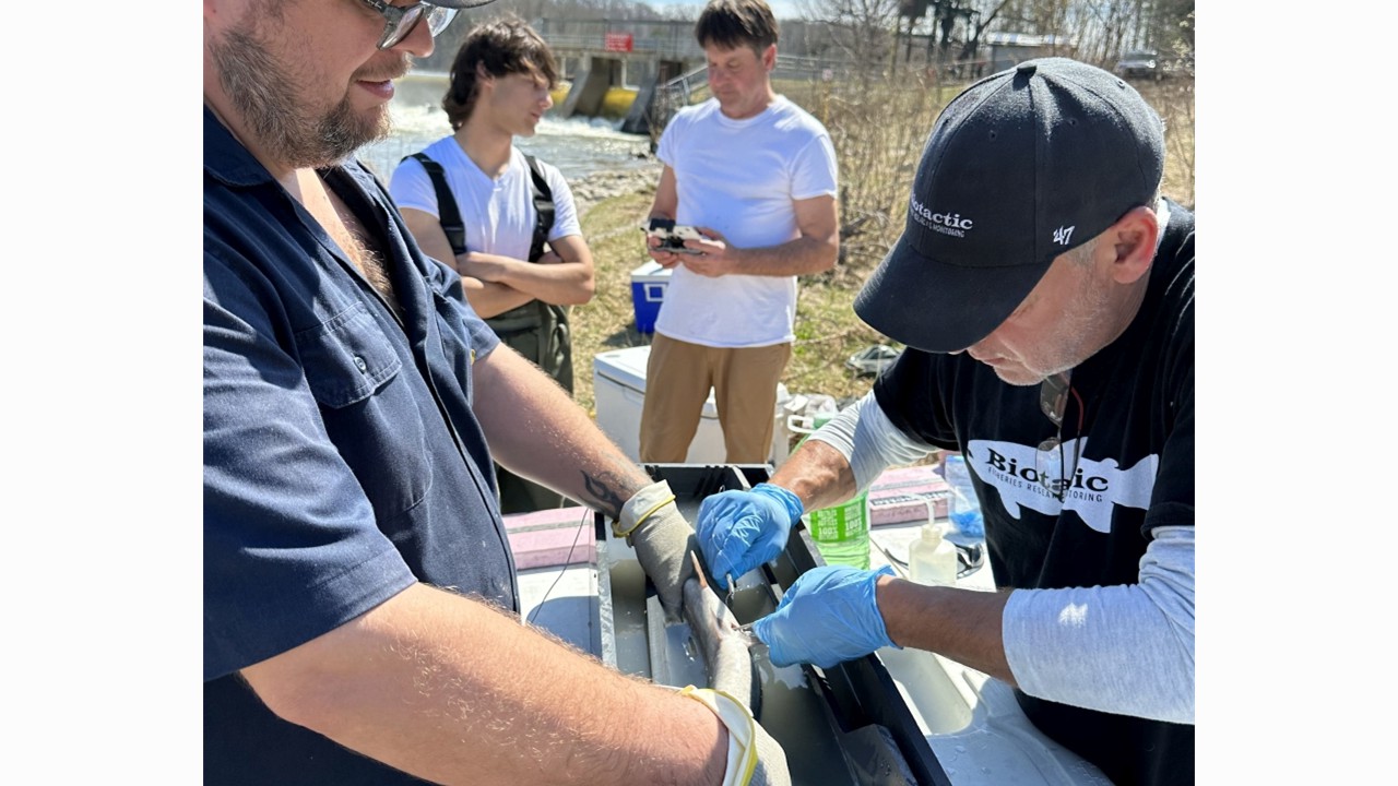 Over 400 fish have now been radio-tagged for this project with more tagging planned in upcoming fall and spring seasons