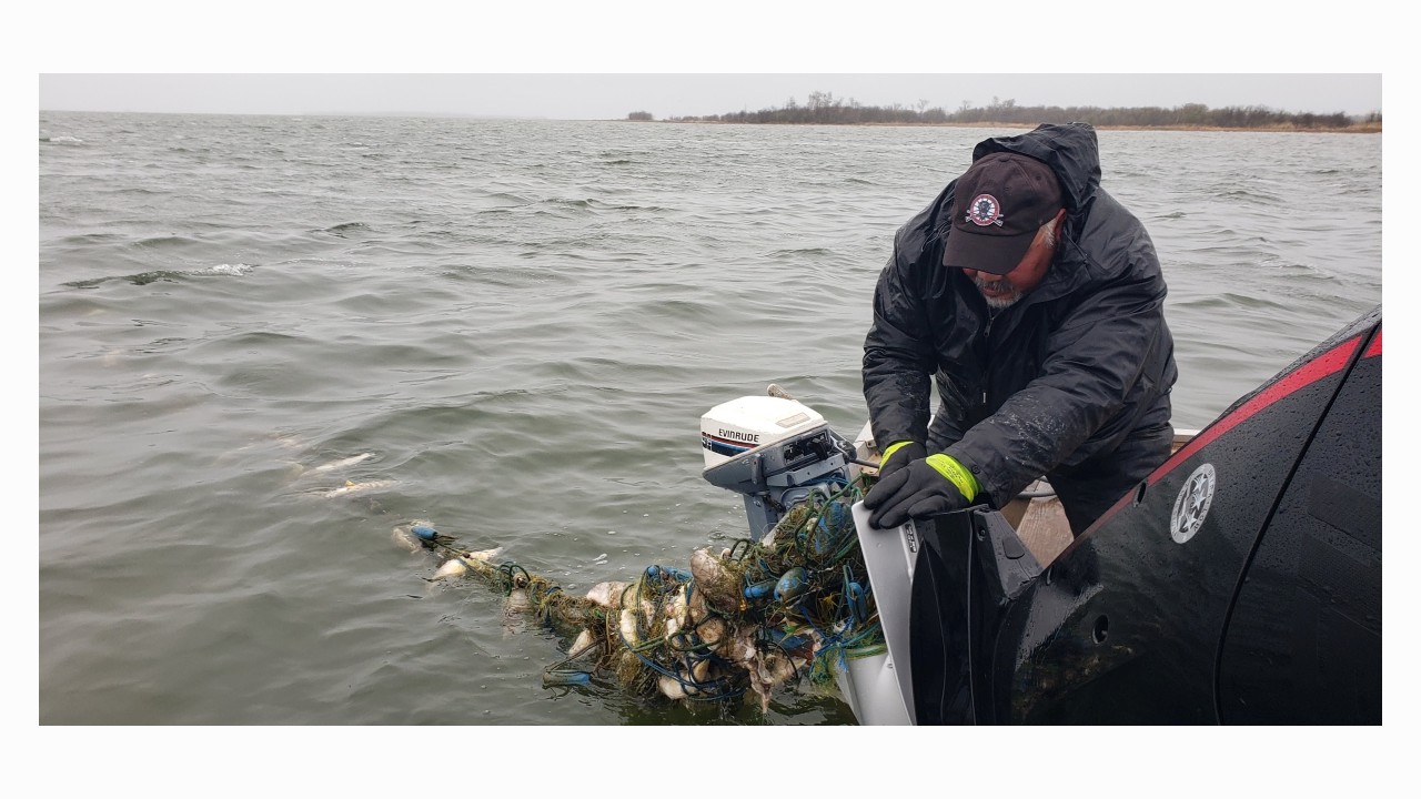 An unexpected encounter with a ghost net full of fish, Lake Winnipegosis, Manitoba