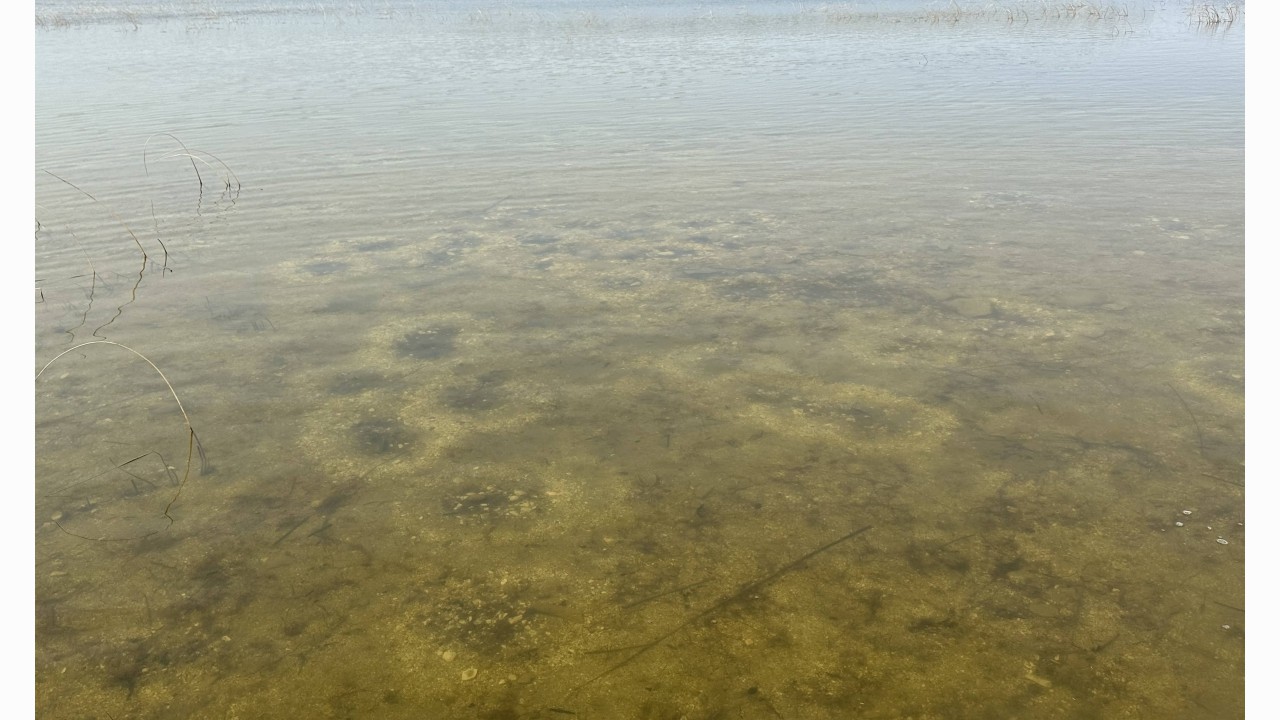 Mysterious spawning nests in a shallow water gravel area of Lake Winnipegosis