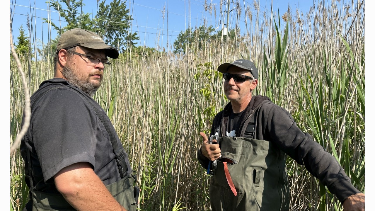 Navigating through serious phragmites stands conducting a wetland delineation in Sarnia, Ontario