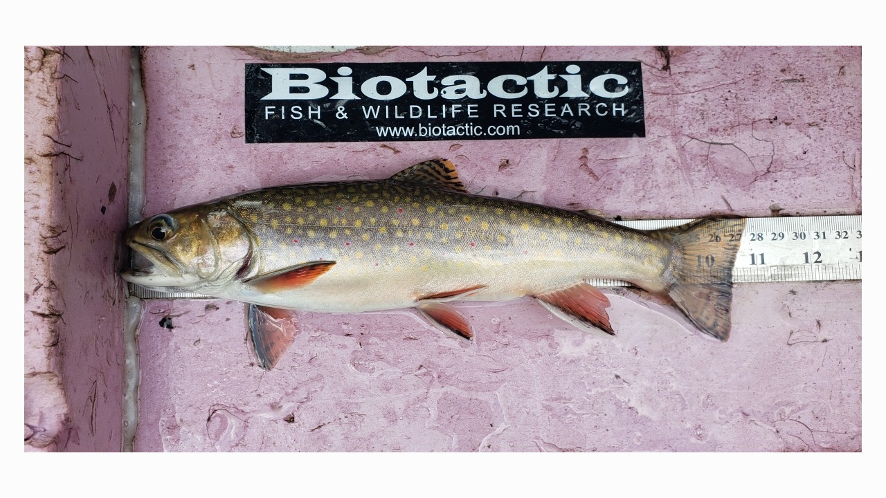 Beautiful Brook Trout captured in one of the last remaining urban coldwater creeks, Strasburg, in Kitchener 