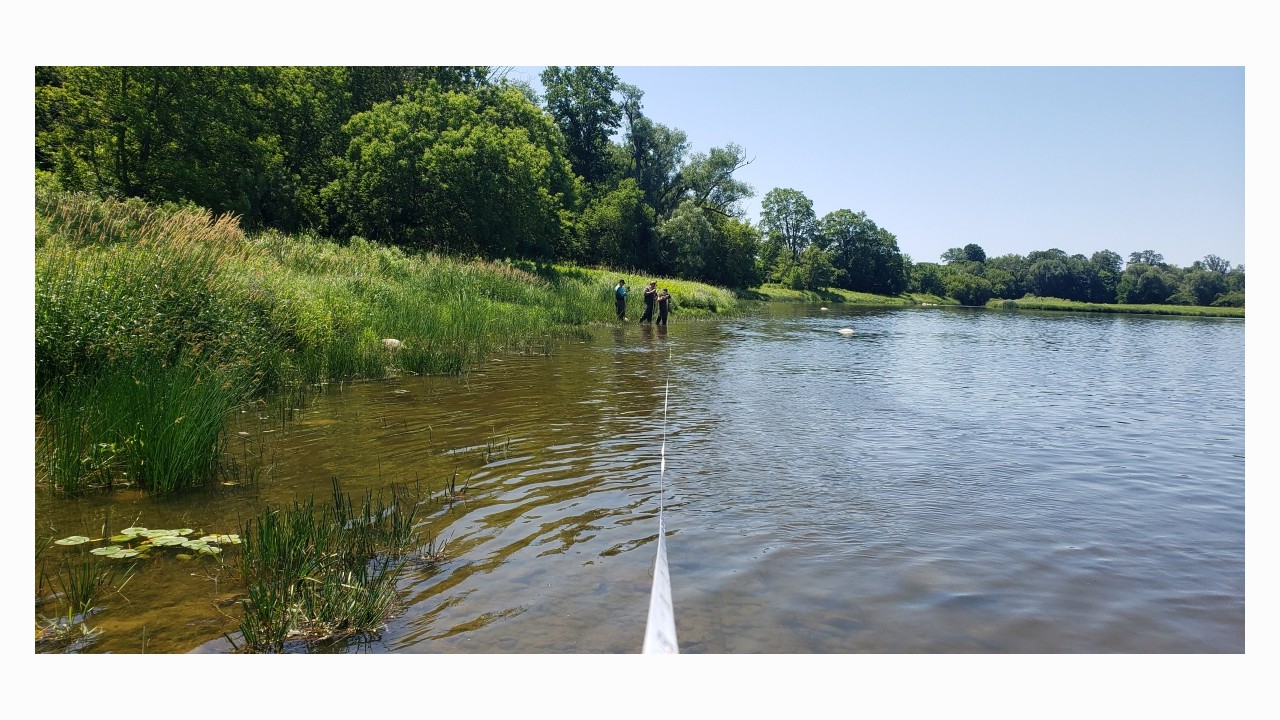 Measuring a sampled area to calculate biomass after electrofishing sections of the Grand River