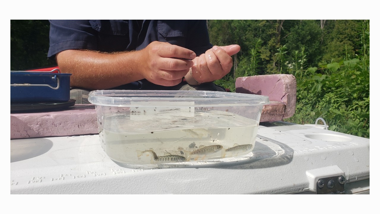 Nothing prettier than a species sorting bin full of juvenile Rainbow Trout!