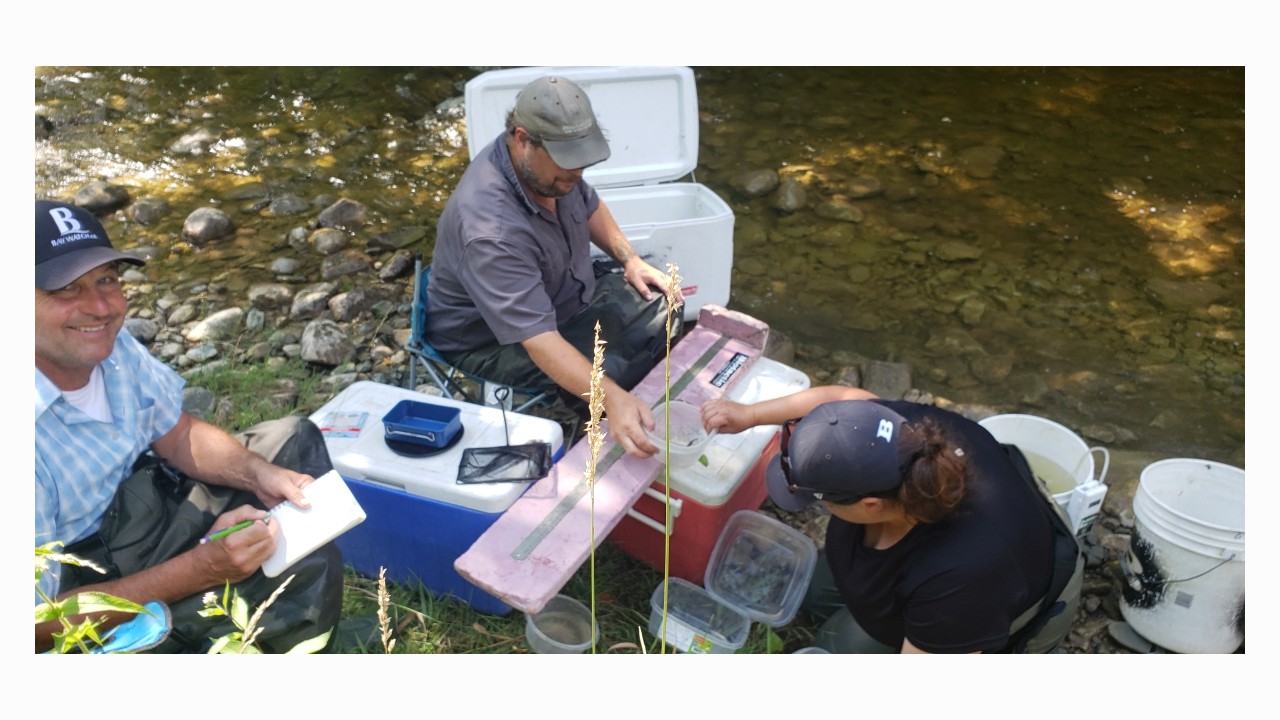 Processing fish along the shore of the Beatty Saugeen River