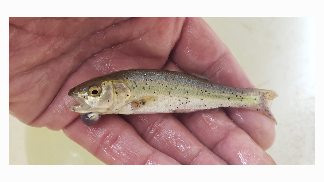 A rare occurrence. A Creek Chub with a large parasite