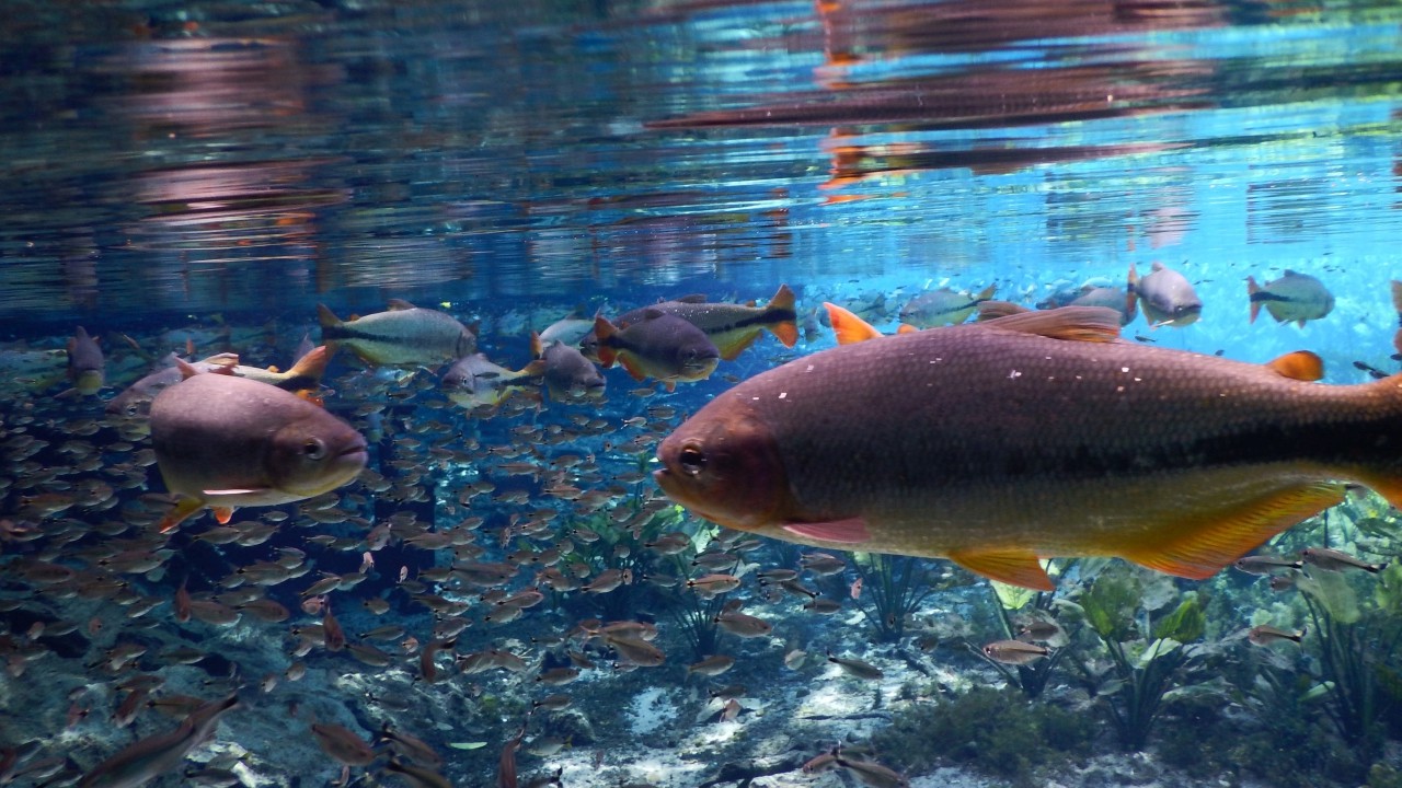 Snorkelling Rio da Prata- crystal clear water and beautiful abundant fish- what more could you want!