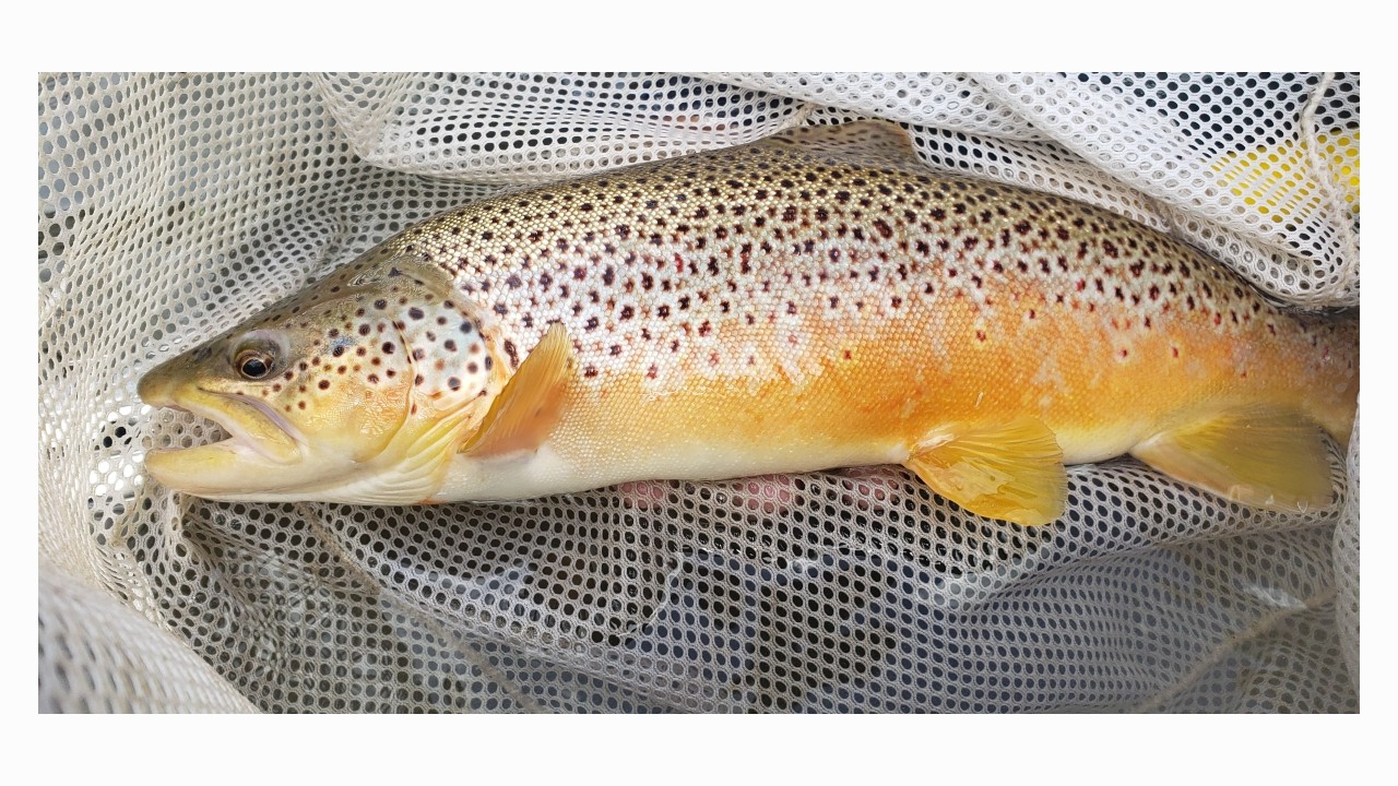 What a day- a lovely large adult Brown Trout captured with a backpack electrofisher during summer biomass sampling