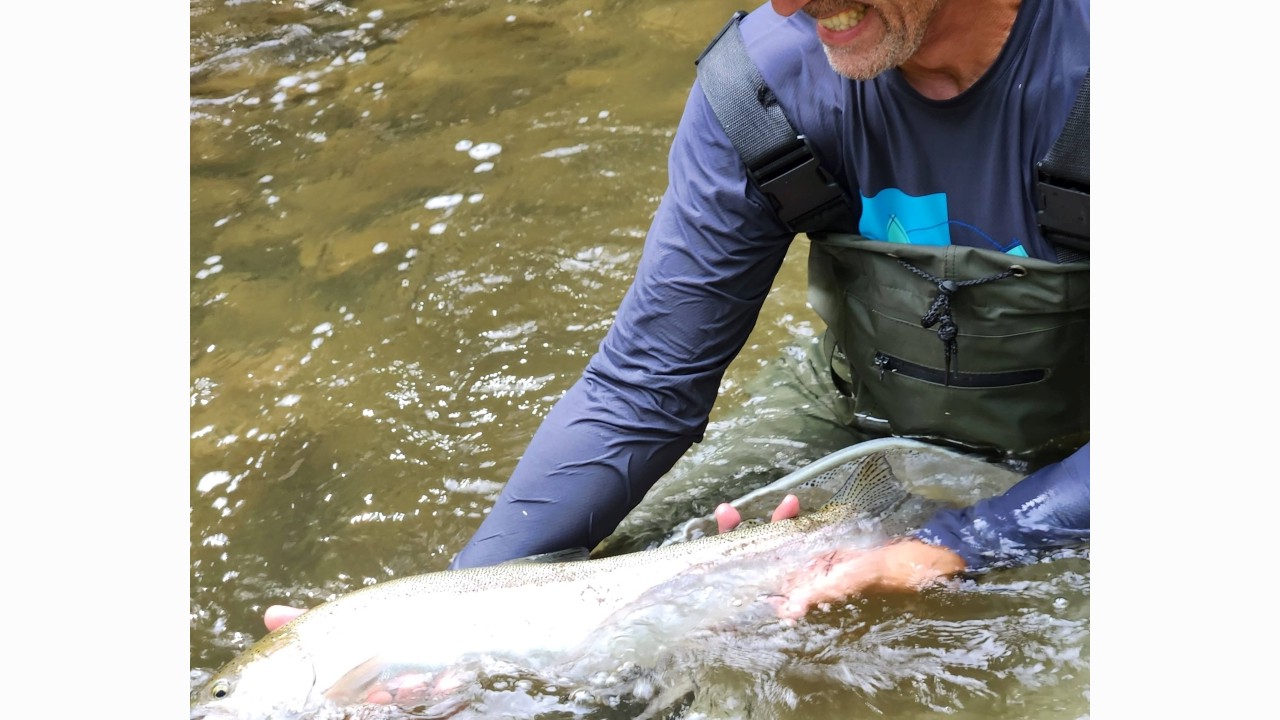 What a day part 2- a large adult adfluvial Rainbow Trout captured with a backpack electrofishing during summer biomass sampling