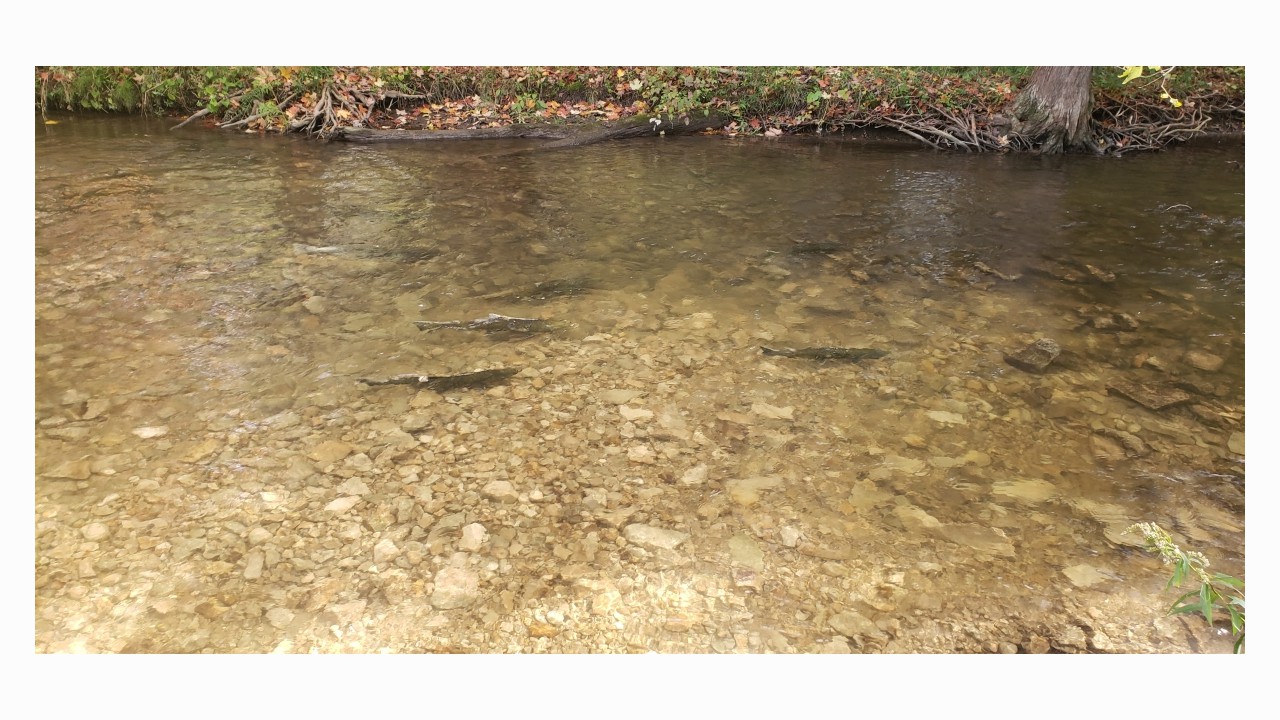 Spawning Chinook Salmon observed during Otter Creek redd count surveys
