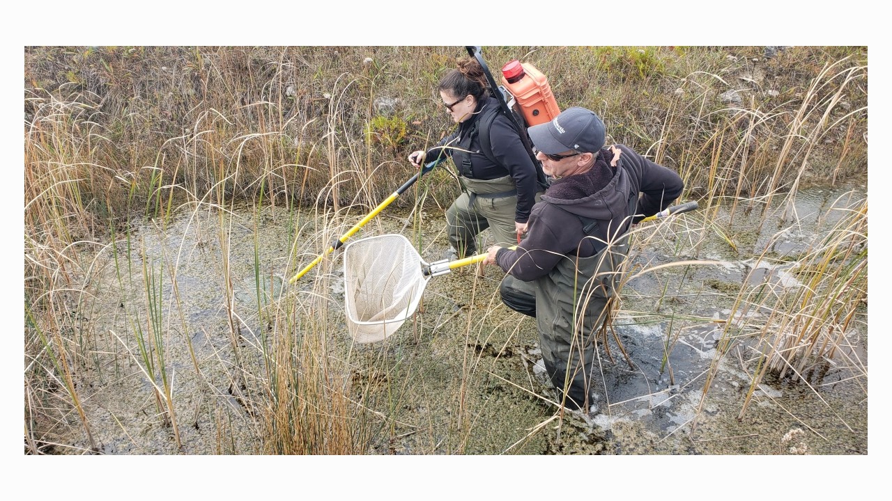 Last electrofishing of the year- presence/absence species inventory surveys!