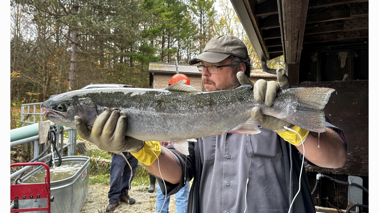 Slightly banged up but what a beautiful fish! Tagging Steelhead at Denny’s Dam