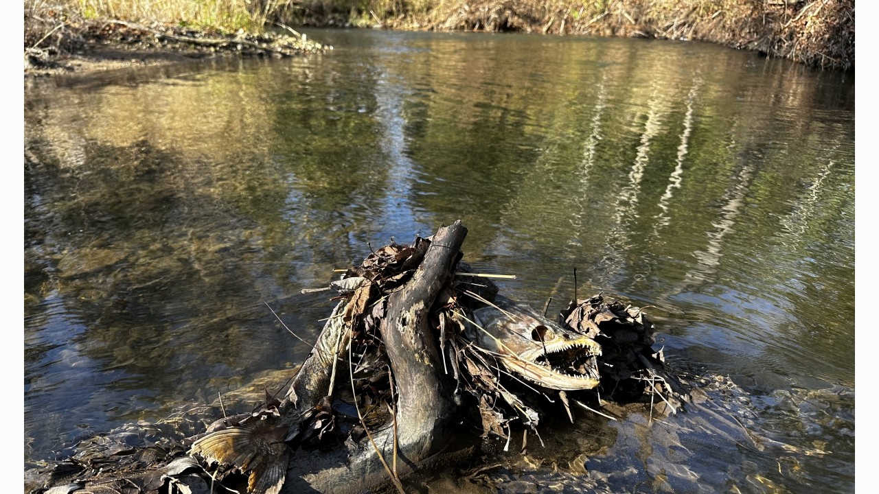 Chinook Salmon carcass found in an interesting location during Otter Creek redd count surveys