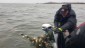 An unexpected encounter with a ghost net full of fish, Lake Winnipegosis, Manitoba