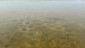 Mysterious spawning nests in a shallow water gravel area of Lake Winnipegosis