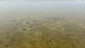 Mysterious spawning nests in a shallow water gravel area of Lake Winnipegosis