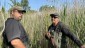 Navigating through serious phragmites stands conducting a wetland delineation in Sarnia, Ontario