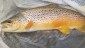 What a day- a lovely large adult Brown Trout captured with a backpack electrofisher during summer biomass sampling