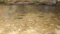 Spawning Chinook Salmon observed during Otter Creek redd count surveys