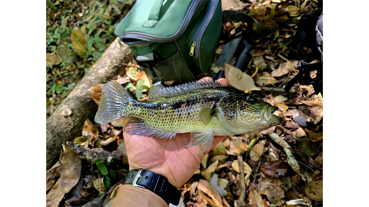 Wolf Cichlid, Rainbow Bass, or Guapote - same beautiful fish -Guanacaste, Costa Rica Wolf Cichlid, Rainbow Bass, or Guapote - same beautiful fish -Guanacaste, Costa Rica