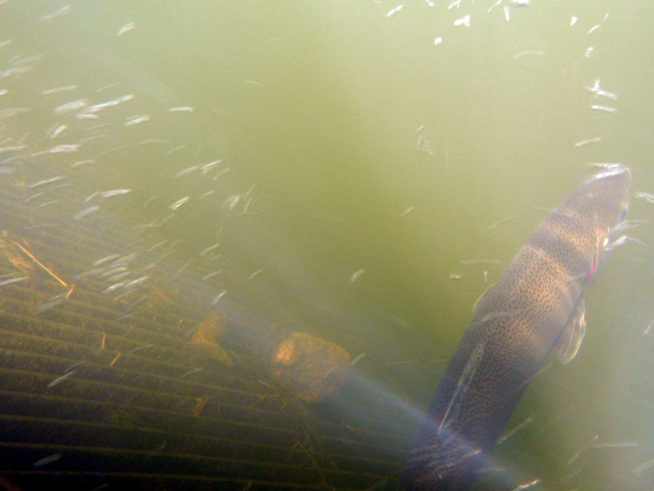 rainbow trout exiting fishway