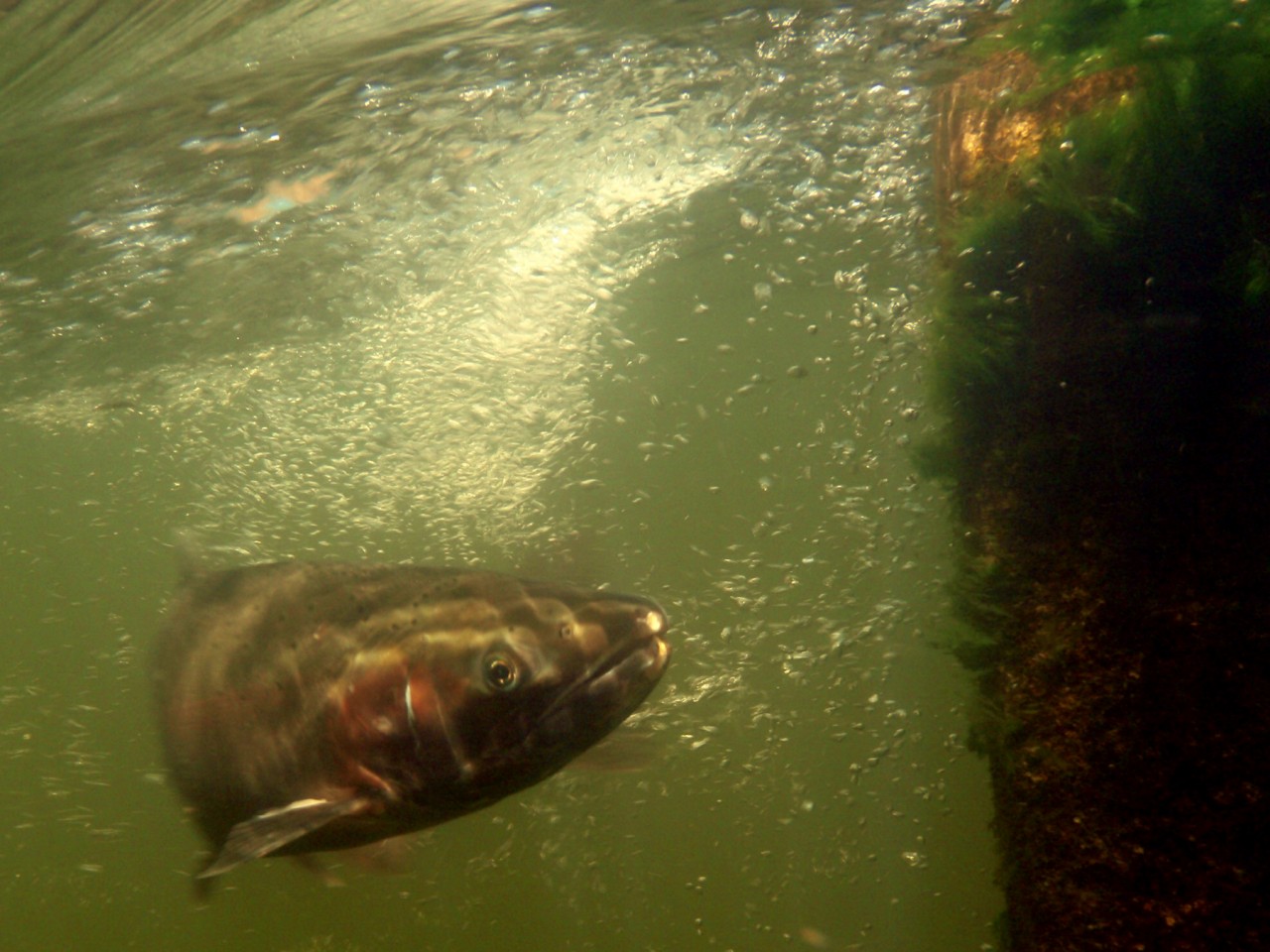 rainbow trout inside fishway