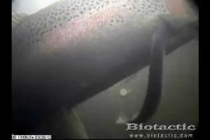 sea lamprey attached to Rainbow Trout