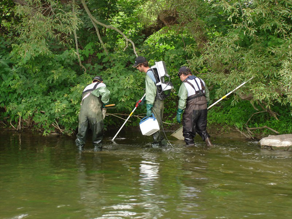 electrofishing