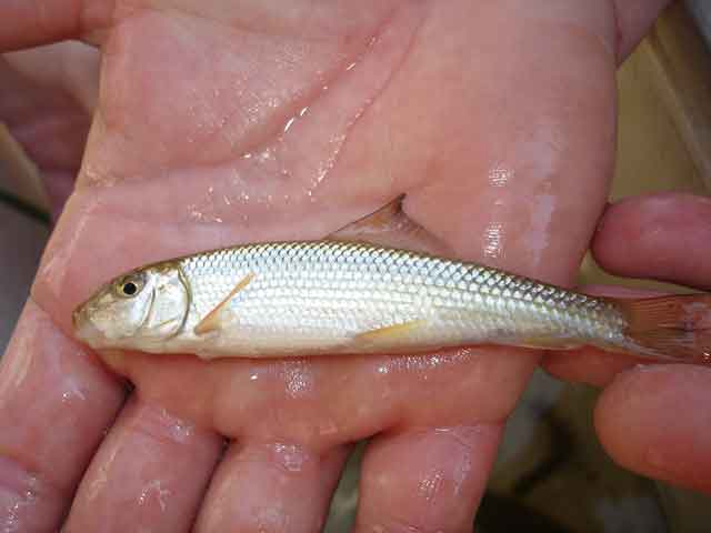 juvenile black redhorse